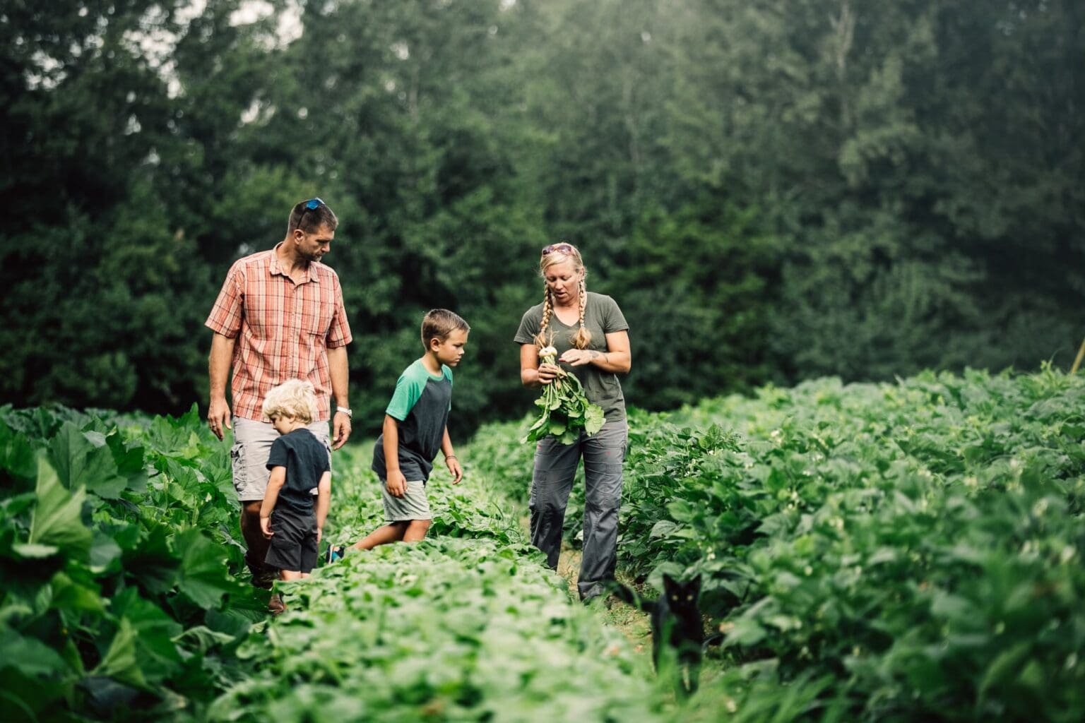 Mixed Upland Forests of the Ozarks & Ouachita Mountains NativState