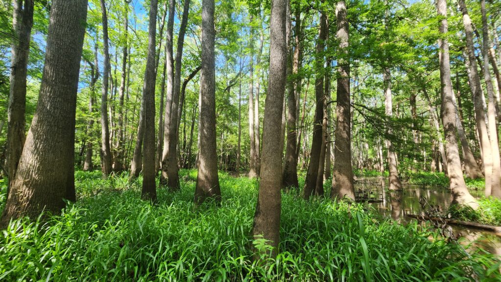 Bottomland Forests of the Louisiana Plains blog