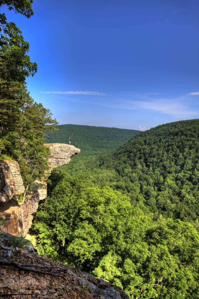 Mixed Upland Forests of the Ozarks & Ouachita Mountains blog