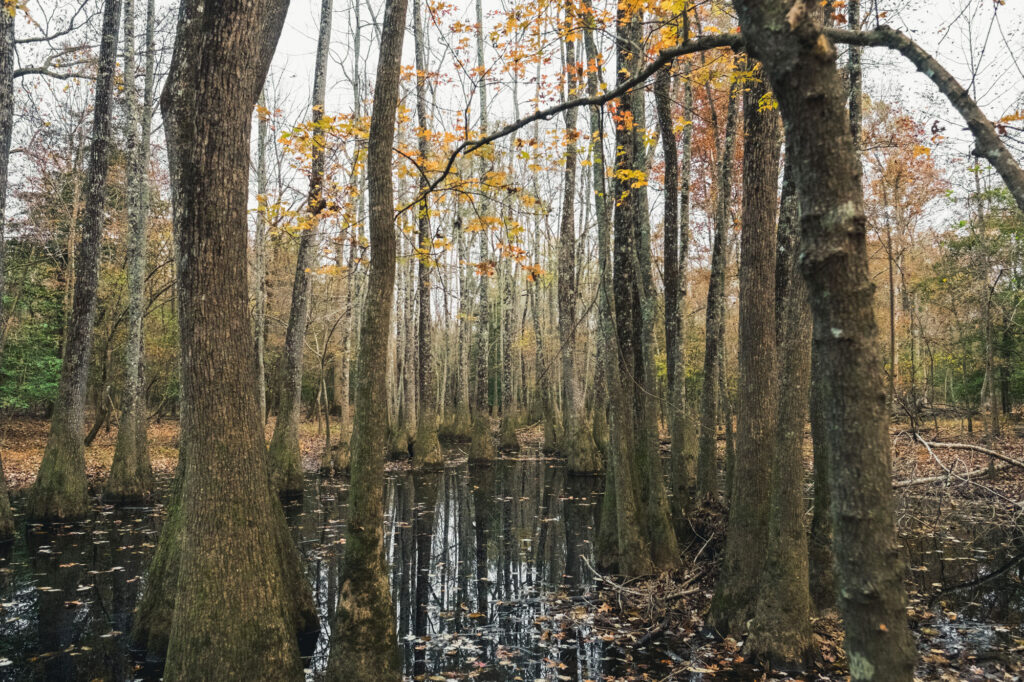 ACR 914 | Bottomland Forests of the South-Central Plains blog