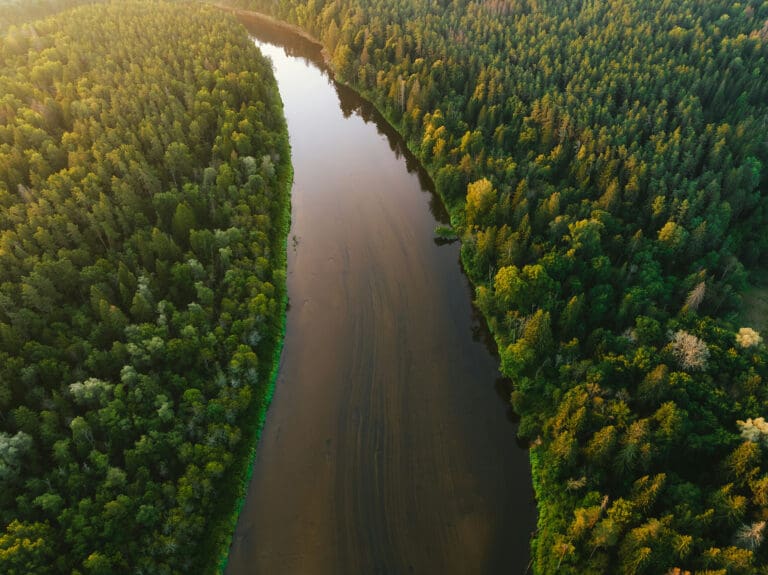 Top view of a river running through a dense forest