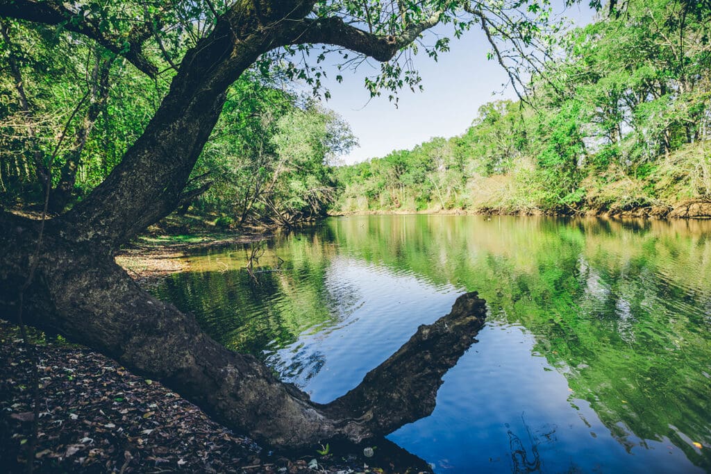 ACR 801 | Mixed Upland Forests of the Ozarks & Ouachita Mountains blog