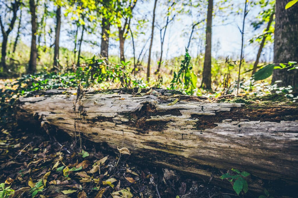 Closeup of decaying log on forest floor