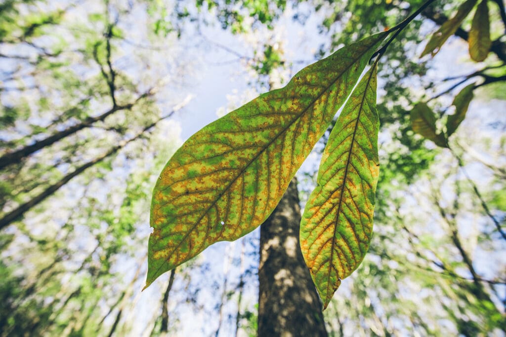 Closeup of two leaves on a branch from below, looking up at sky and trees