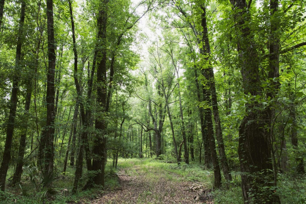 Trail in forest