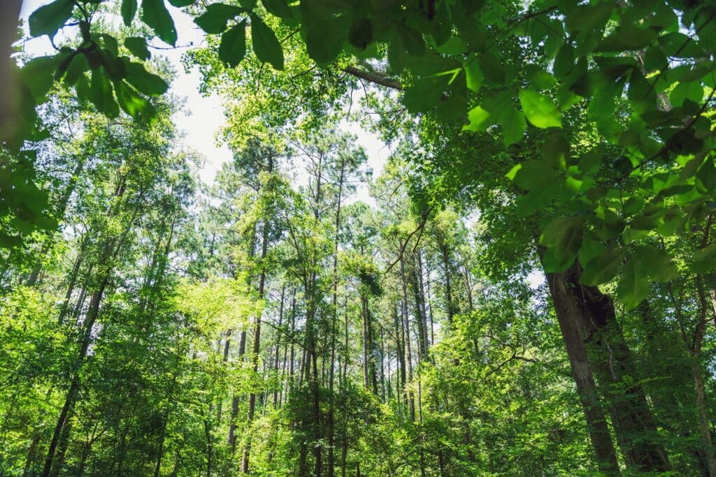 Forest Carbon Credits: An Important Alternative for Southern Forest Landowners blog