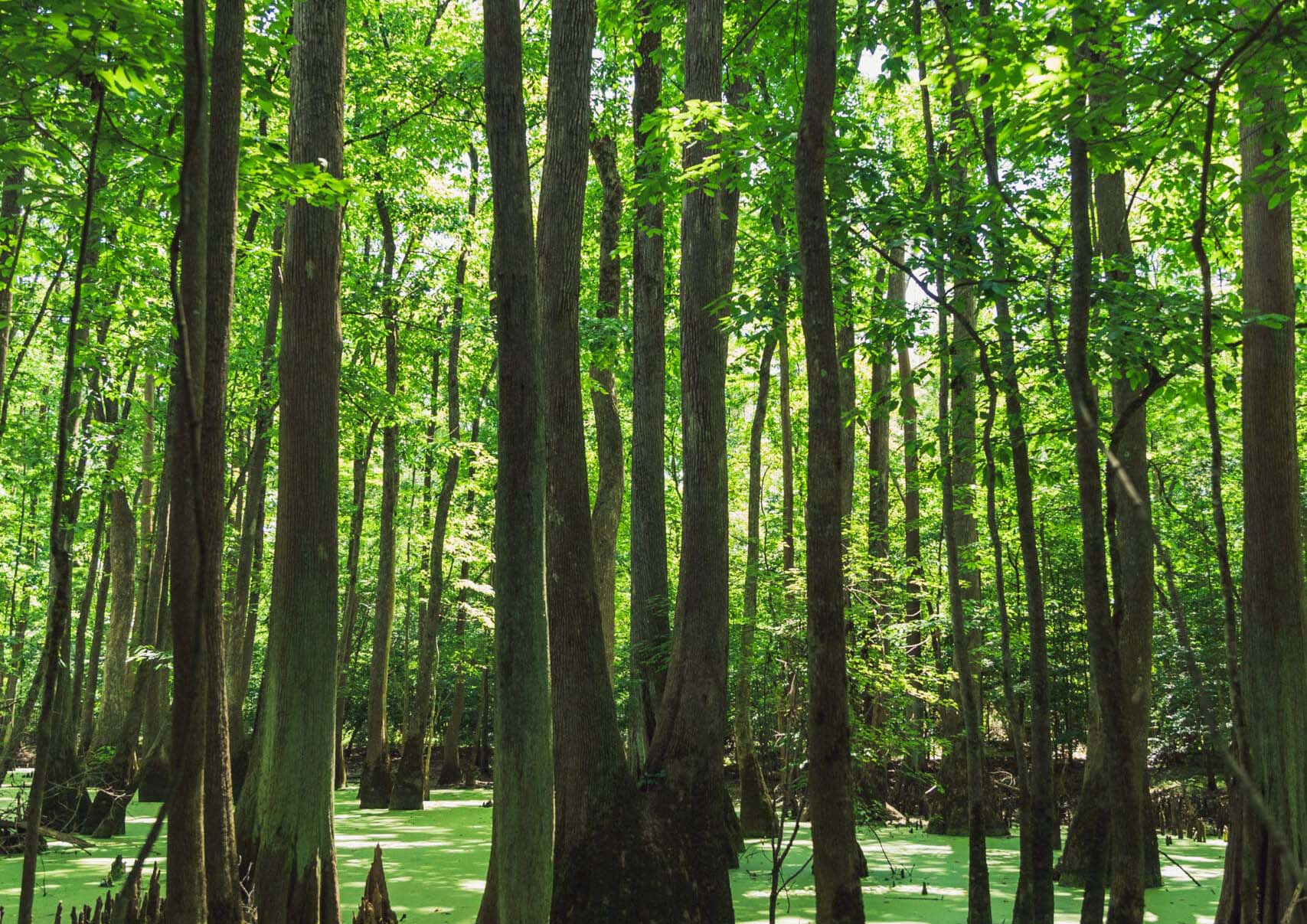 Forest with trees in water
