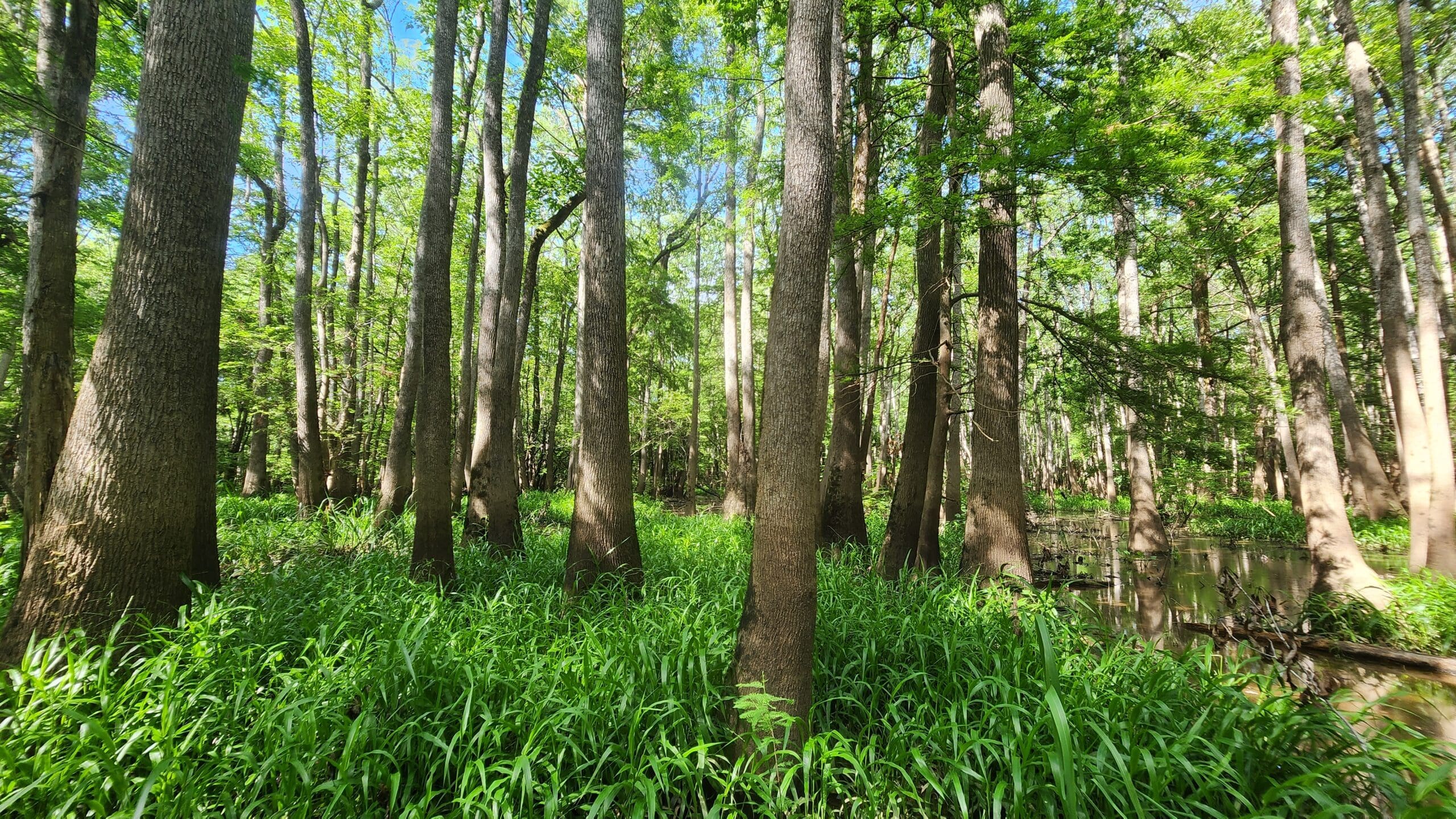 ACR 848 | Bottomland Forests of the Louisiana Plains
