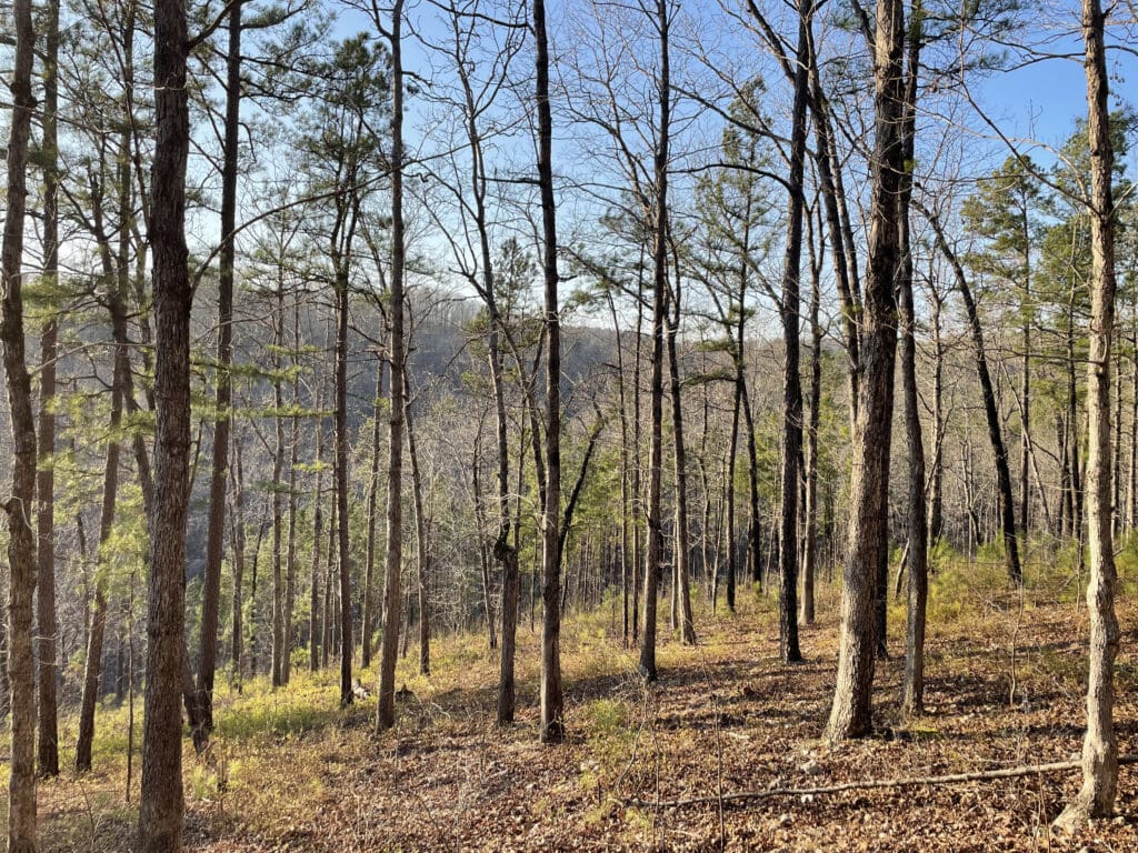 ACR 955 | The Mixed Broadleaf Forests of the Ozark Central Hills and Plateau blog