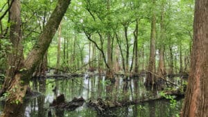 Mississippi forest