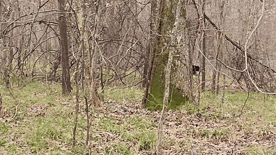 black bear running through forest