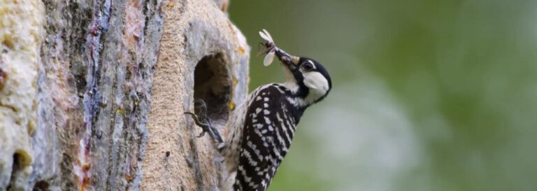 red cockaded woodpecker eating bug