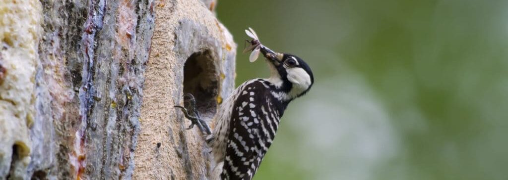 Protecting Threatened and Endangered Species Through Forest Carbon Development blog