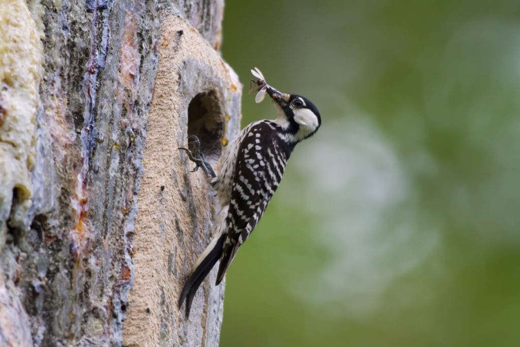 Red-cockaded woodpecker eating a bug