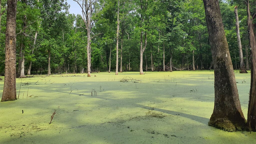 ACR 1015 | Bottomland Forests of the Mississippi Backswamps and Delta Mixed Forests blog