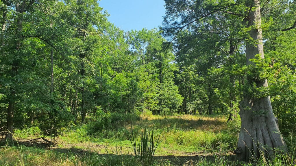 Why Quality Matters Most in the Future of Forest Carbon Credit blog