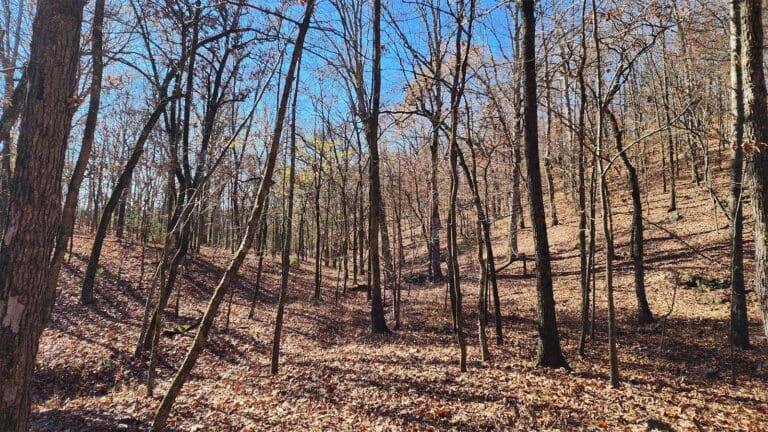 ACR 912 Forest