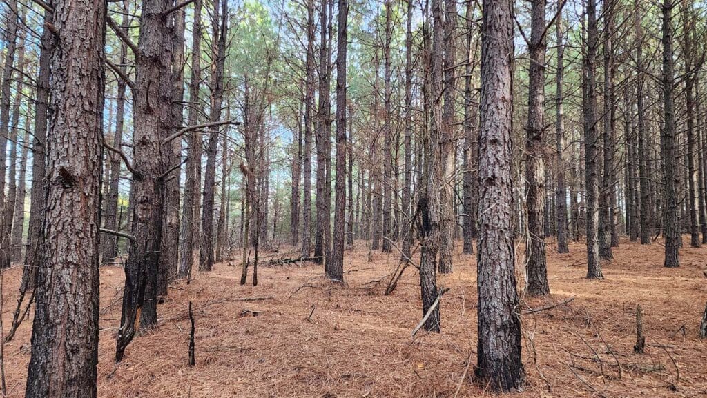 ACR 912 | Mixed Broadleaf Forests of the Ozark Highlands blog
