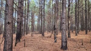 ACR 912 forest with pine covered floors