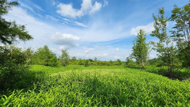 Open field with vibrant green plants and trees on ACR 913 land