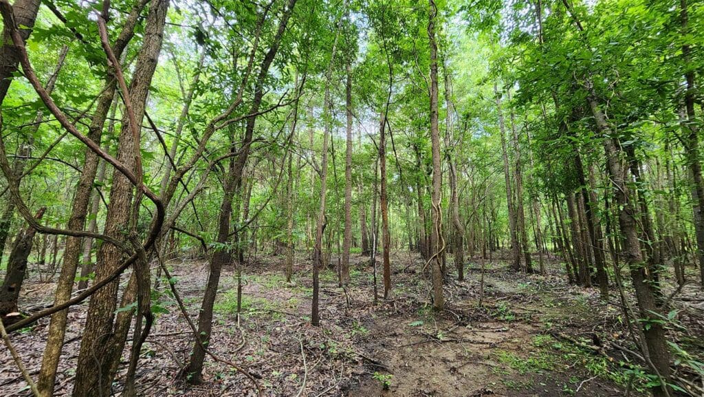 ACR 913 | Bottomland Forests of the Mississippi Delta and Piedmont blog