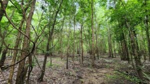 Wooded Forest in ACR 913 land