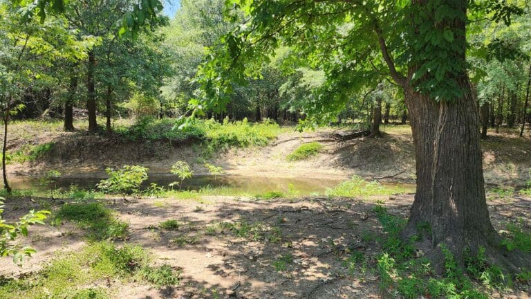 Water surrounded by trees in ACR 913 land