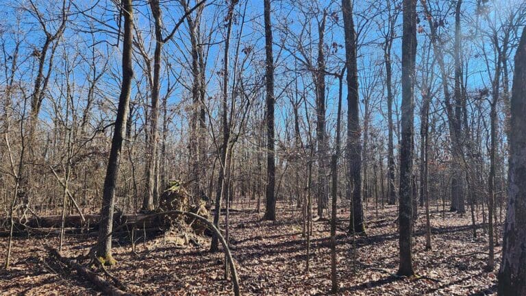 Wooded Forest in ACR 913 land