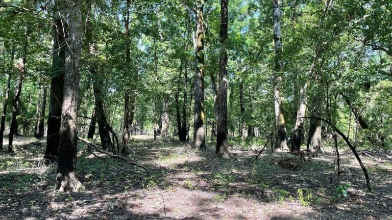 Wooded Forest in ACR 913 land
