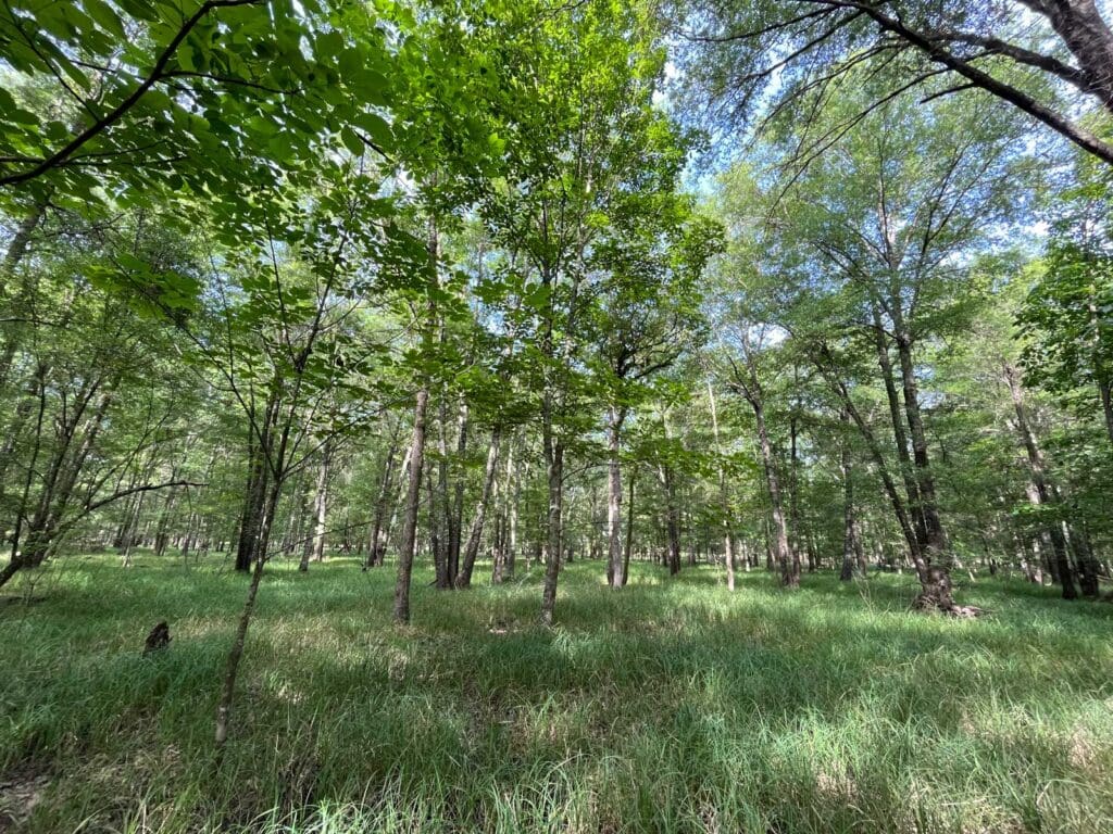 ACR 1015 | Bottomland Forests of the Mississippi Backswamps and Delta Mixed Forests blog