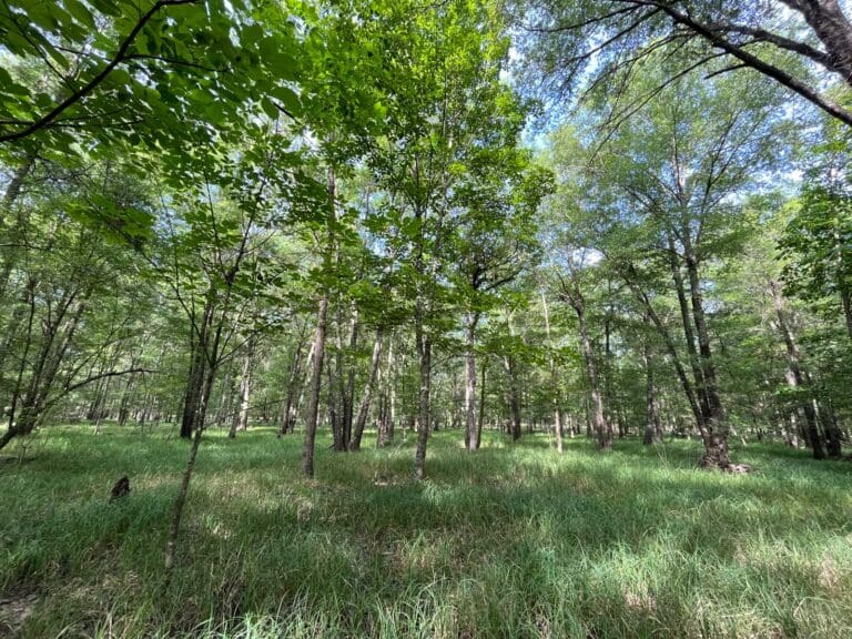 Young forest area with many medium sized trees and grass growing on the forest floor