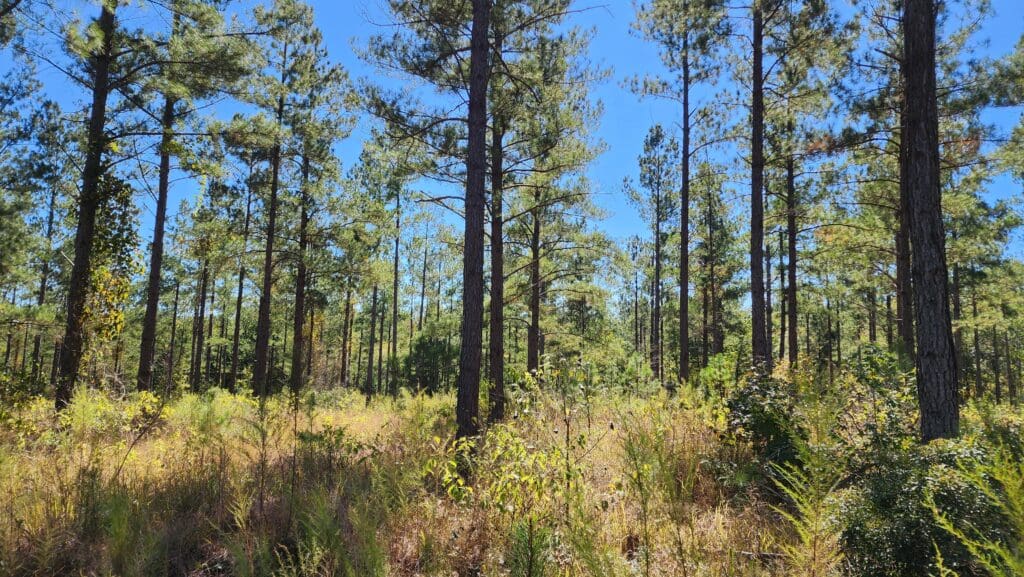 NativState Secures Investment from the Inlandsis Fund to Grow its Portfolio of North American Nature-Based Carbon Removal Projects.  blog