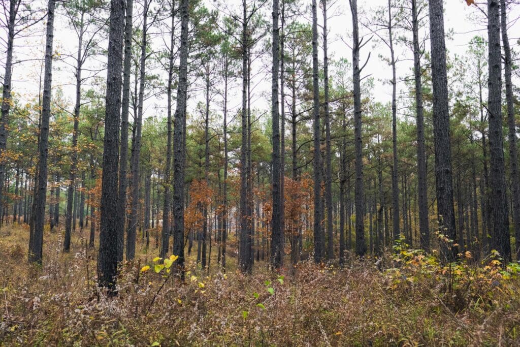 Unlocking the Full Value of Your Forest with Sustainable Forest Certification blog