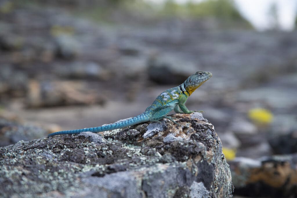 Eastern collared lizard