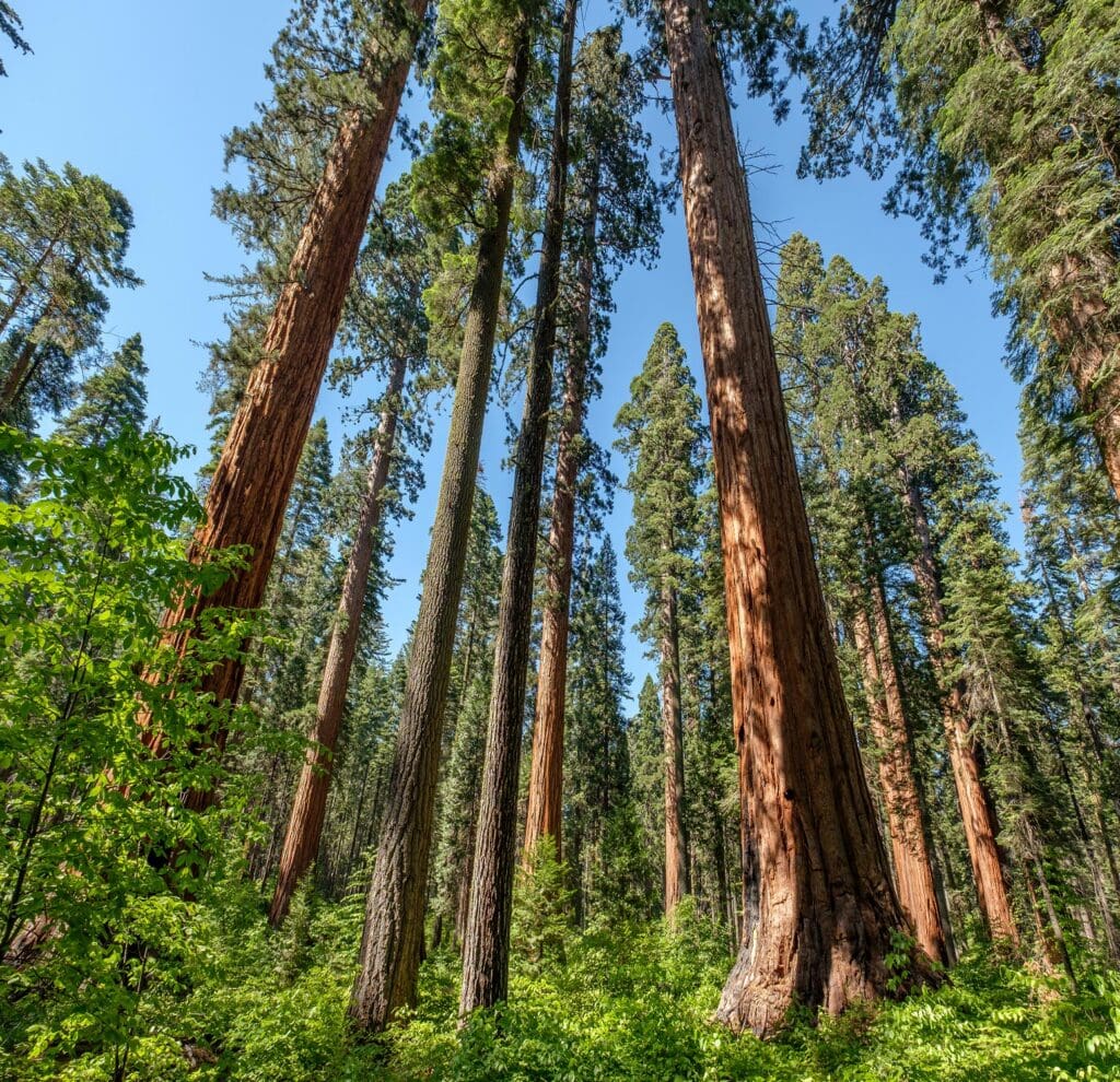 red wood trees against blue sky