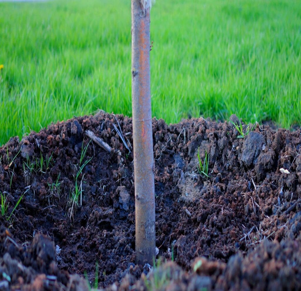 Freshly planted tree