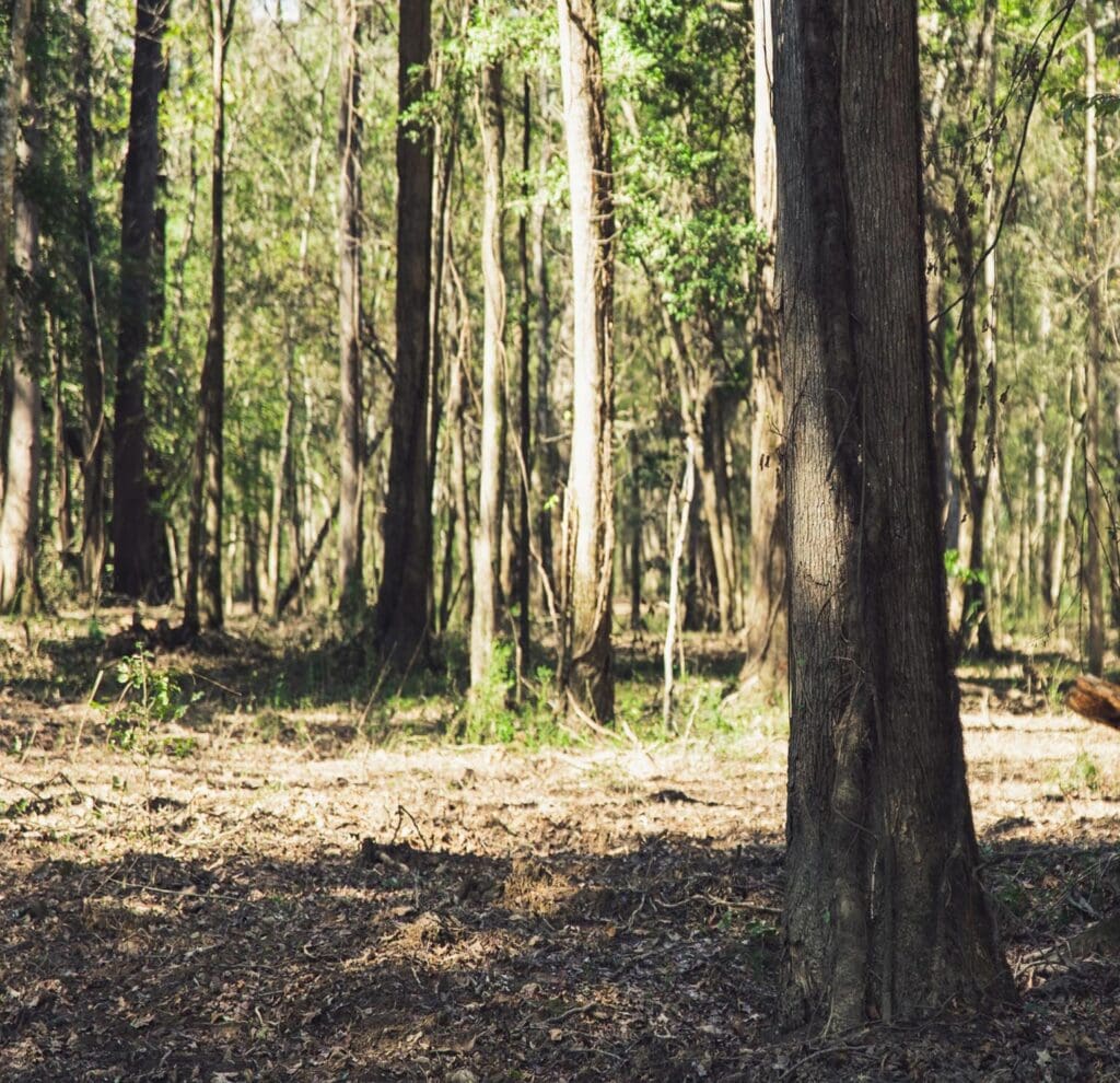 Dense forest with sunlight shining through