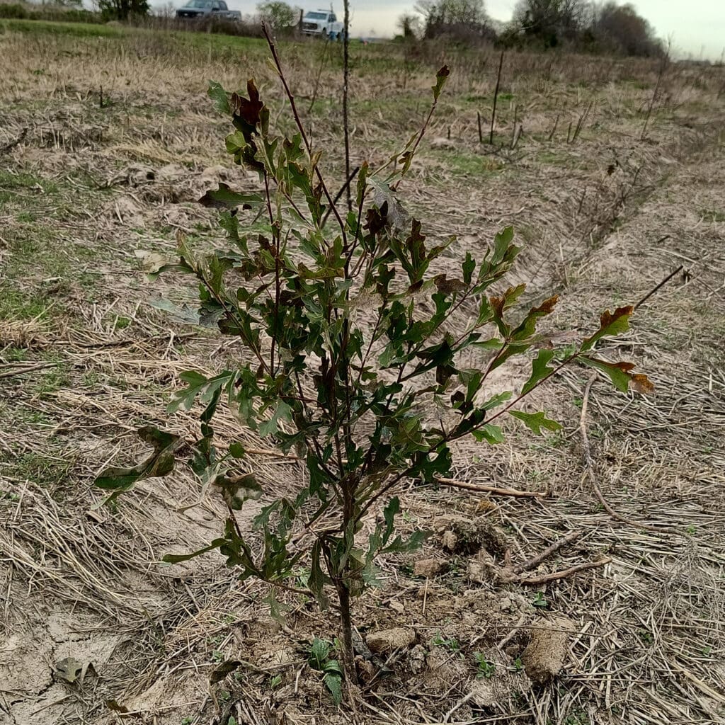Cherry bark oak seedling