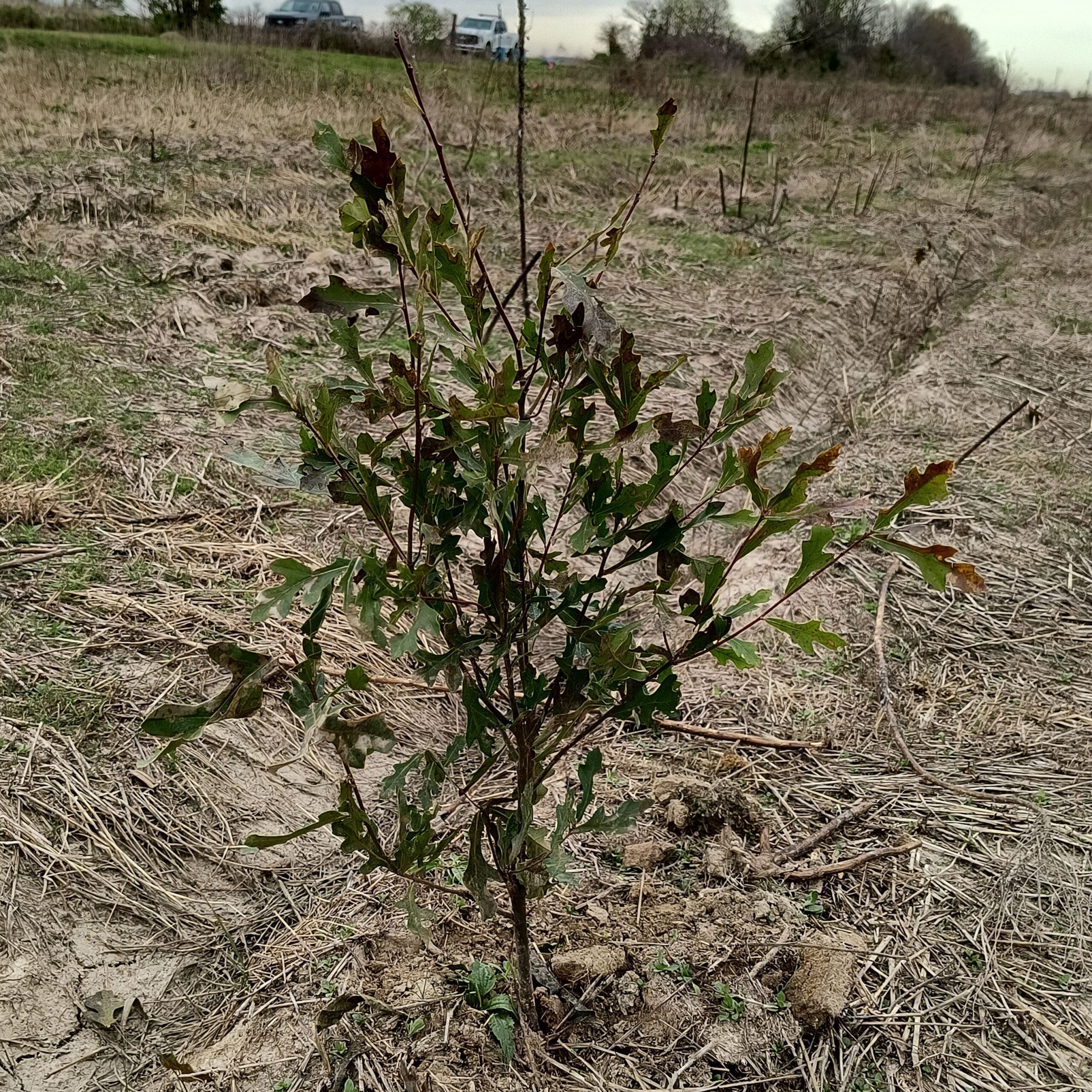 Cherry bark oak seedling