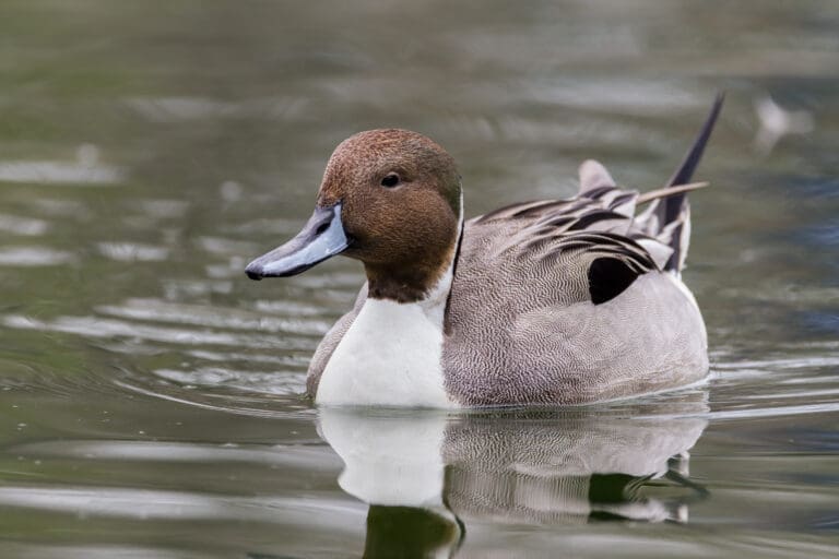 A northern pintail duck glides through a pond.