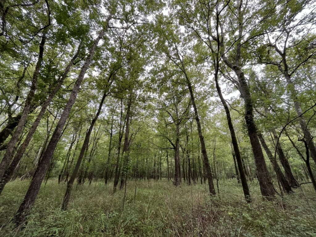 Creating Practical Financial Alternatives for Small Landowners in Timber Country blog
