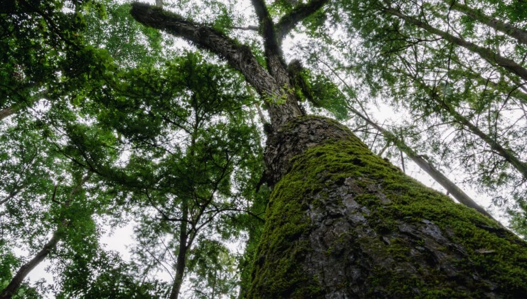 Protecting the Irreplaceable: How NativState and the Arkansas Natural Heritage Commission Are Safeguarding Arkansas’s Rarest Forests blog