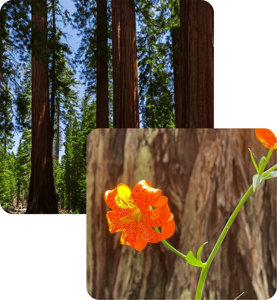 Collage of photos with evergreens and closeup of flowers