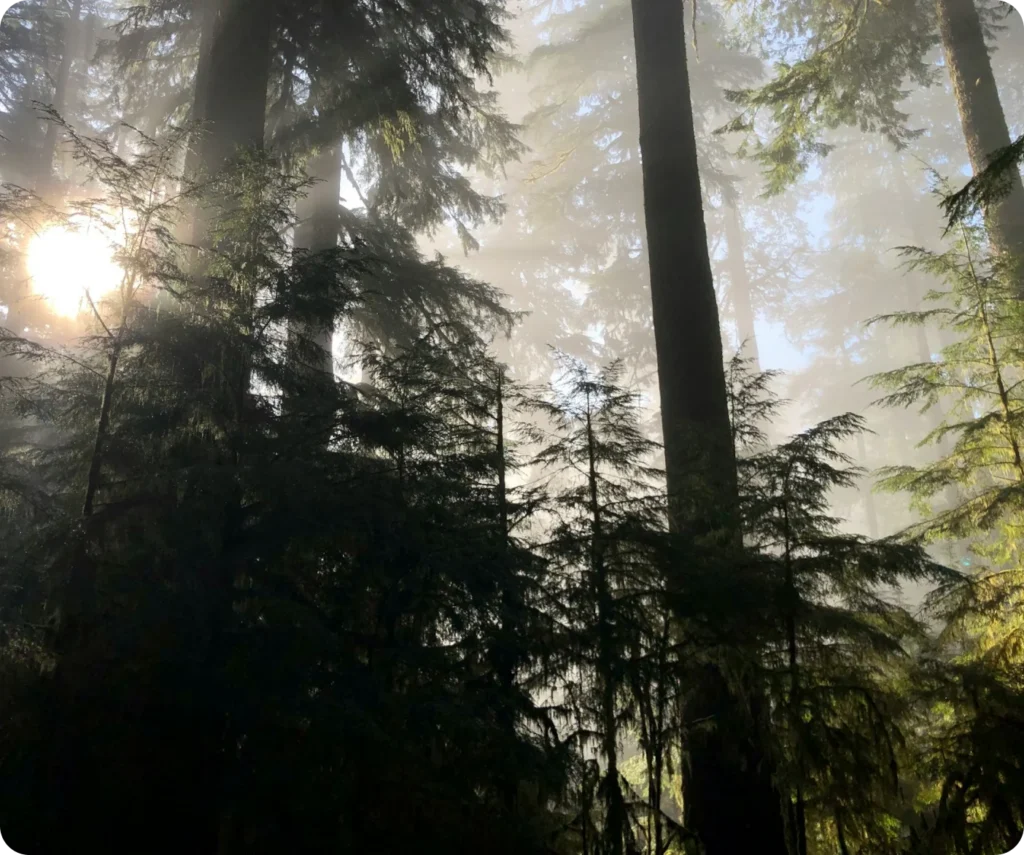 Sunlight shining through a misty forest of evergreens