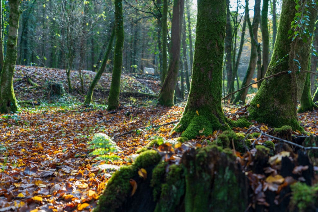 As sustainable funds struggle, give investors a way to back the custodians of nature blog